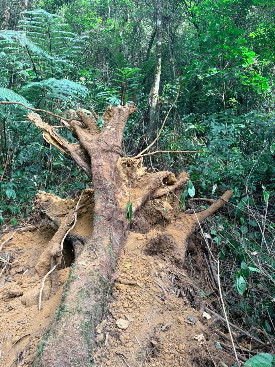 Cuaca Ekstrem Tumbangkan Pohon, PLN Majalaya Gerak Cepat Pulihkan Jaringan di Naringgul