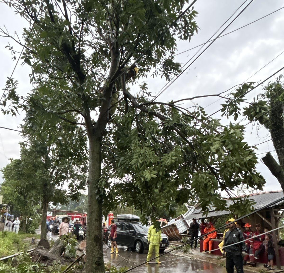 Jaringan Terdampak Pohon Tumbang, PLN Majalaya Gerak Cepat Pulihkan Listrik Warga Cingcin